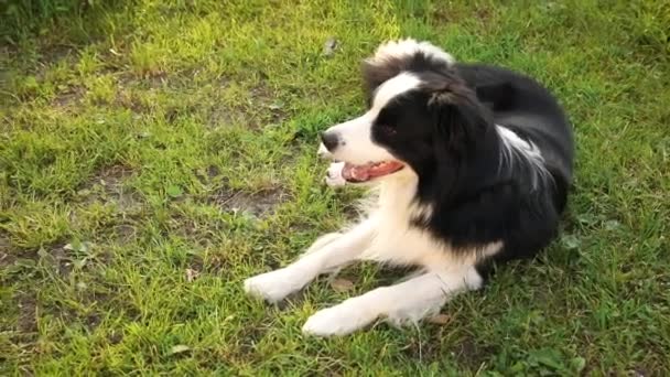 Retrato ao ar livre de bonito sorriso filhote de cachorro fronteira collie deitado no fundo do parque de grama. Cão pequeno com cara engraçada no dia ensolarado de verão ao ar livre. Pet cuidado e animais engraçados conceito de vida — Vídeo de Stock