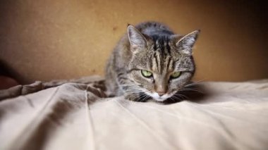 Koyu kahverengi arka planda poz veren kibirli kısa saçlı tekir kedi. Evde dinlenen küçük kedi yavrusu. Hayvan bakımı ve hayvan hayatı konsepti.