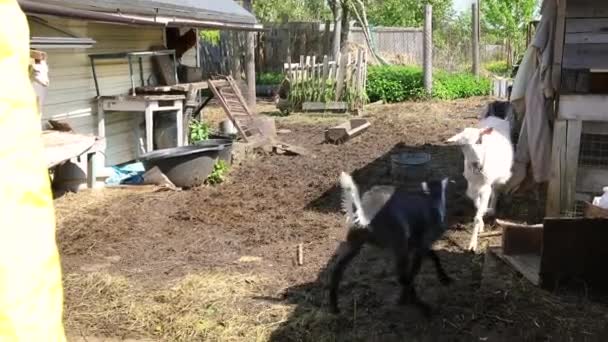 Moderne Tierhaltung. Nette Ziege entspannen im Hof auf dem Bauernhof an Sommertagen. Hausziegen grasen auf der Weide und kauen, ländlicher Hintergrund. Ziege in natürlichem Öko-Bauernhof wächst, um Milchkäse zu geben — Stockvideo