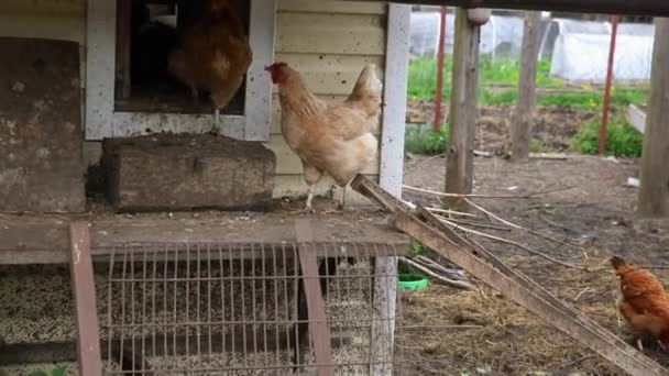 Free range chicken on organic animal farm freely grazing in yard on ranch background. Hen chickens graze on natural eco farm. Modern animal livestock and ecological farming. Animal rights concept. — Stock Video