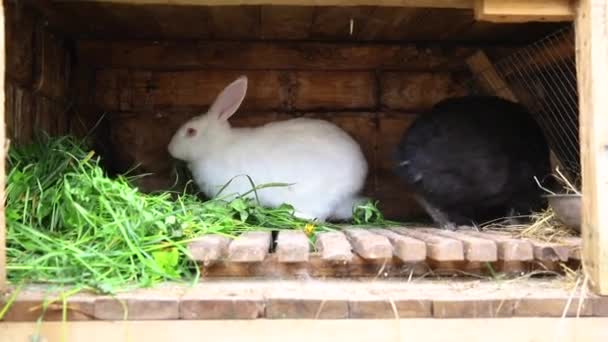 Liten utfodring vita och svarta kaniner tugga gräs i kanin-hutch på djur gård, lada ranch bakgrund. Bunny i hutch på naturlig eko gård. Modernt djuruppfödning och ekologiskt jordbruk. — Stockvideo
