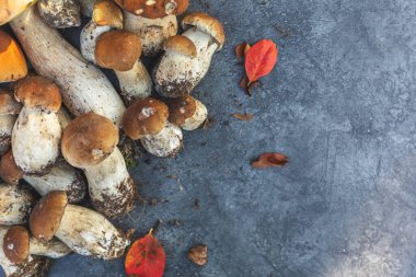 Sonbahar sonbahar kompozisyonu. Yenebilir çiğ mantarlar Penny Bun koyu siyah taştan bir arka planda. Gri masada ağlar. Lezzetli organik mantar gurmesi pişirmek. Düz görünüm kopyalama alanı