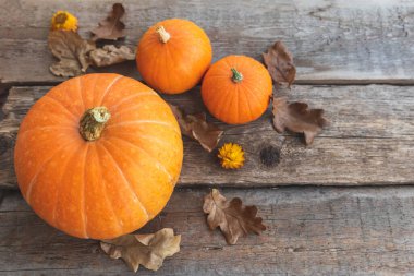 Sonbahar Arkaplanı. Doğal sonbahar sonbahar manzaralı balkabakları ahşap arka planda. İlham verici Ekim ya da Eylül duvar kağıdı. Mevsimlerin değişimi olgun organik gıda konsepti. Cadılar Bayramı partisi Şükran Günü