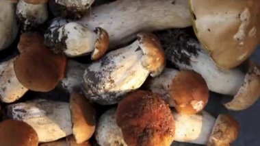 Sonbahar sonbahar kompozisyonu. Yenebilir çiğ mantarlar Penny Bun koyu siyah taştan bir arka planda. Gri masada ağlar. Lezzetli organik mantar gurmesi pişirmek. Düz yatış, üst görünüm