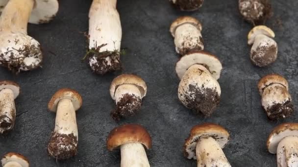 Composición otoño-otoño. Setas crudas comestibles Penny Bun sobre fondo de pizarra de piedra negra oscura. Ceps sobre la mesa gris. Cocinar deliciosa comida gourmet hongo orgánico. Piso tendido, vista superior — Vídeo de stock