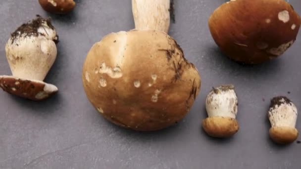 Composición otoño-otoño. Setas crudas comestibles Penny Bun sobre fondo de pizarra de piedra negra oscura. Ceps sobre la mesa gris. Cocinar deliciosa comida gourmet hongo orgánico. Piso tendido, vista superior — Vídeo de stock