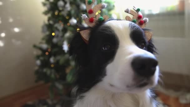 Funny portrait of cute puppy dog border collie wearing Christmas costume deer horns hat near christmas tree at home indoors background. Preparation for holiday. Happy Merry Christmas concept. — Stock Video