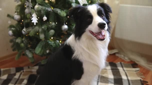 Divertido retrato de lindo perro collie borde del perrito cerca del árbol de Navidad en casa en interiores. Preparación para las vacaciones. Feliz concepto de Feliz Navidad. — Vídeos de Stock