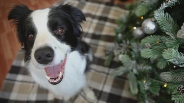 Vtipný portrét roztomilé štěňátko ohraničení kolie u vánočního stromečku doma uvnitř. Příprava na dovolenou. Šťastné a veselé Vánoce. — Stock video
