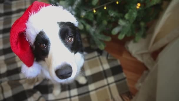 Retrato engraçado de cachorro bonito cão fronteira collie vestindo traje de Natal vermelho chapéu de Papai Noel perto de árvore de natal em casa dentro de casa fundo. Preparação para férias. Feliz conceito de Feliz Natal. — Vídeo de Stock