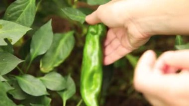 Bahçıvanlık ve tarım kavramı. Bahçede taze taze taze organik dolmalık biber hasat eden kadın bir çiftlik işçisi. Vejetaryen ev yapımı gıda üretimi. Kırmızı biber toplayan kadın..