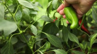 Bahçıvanlık ve tarım kavramı. Bahçede yeşil ve kırmızı taze organik dolmalık biber hasat eden kadın çiftlik işçisi. Vejetaryen ev yapımı gıda üretimi. Kırmızı biber toplayan kadın..