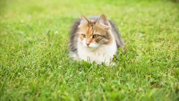 Жорстокий короткошерстий домашній смішний таббі кіт прокрадається через свіжий зелений трав'яний луговий фон. Кошеня гуляє на відкритому повітрі в садовому дворі в літній день. Концепція догляду за тваринами та здоров'я . — стокове відео