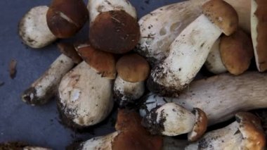 Sonbahar sonbahar kompozisyonu. Yenebilir çiğ mantarlar Penny Bun koyu siyah taştan bir arka planda. Gri masada ağlar. Lezzetli organik mantar gurmesi pişirmek. Düz yatış, üst görünüm