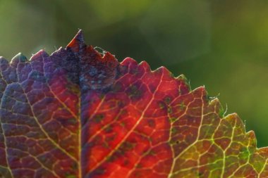 Yakınlarda, bahçedeki ya da parktaki bulanık yeşil arka planda kırmızı turuncu yaprağın güneşte parladığı makro sonbahar manzarası. İlham verici doğa Ekim ya da Eylül duvar kağıdı. Mevsimlerin değişimi konsepti