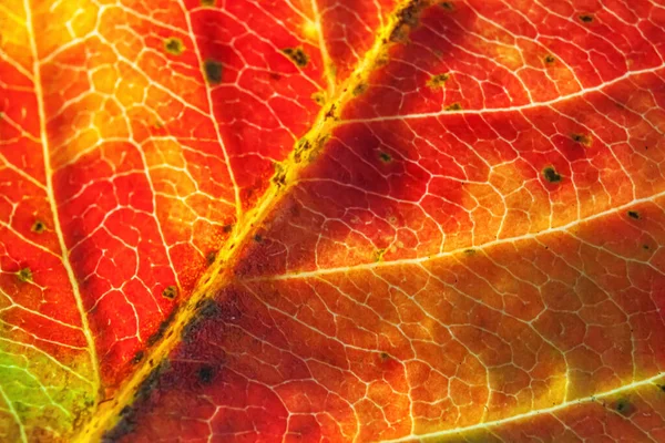 Nahaufnahme Herbst Herbst Extreme Makro Textur Ansicht Von Rot Orange — Stockfoto