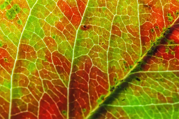 Nahaufnahme Herbst Herbst Extreme Makro Textur Ansicht Von Rot Orange — Stockfoto