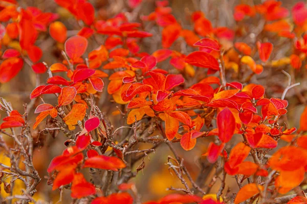 Nahaufnahme Natürliche Herbst Herbst Blick Auf Rote Orangefarbene Blatt Auf — Stockfoto