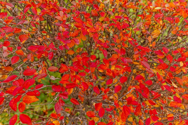 Primeros Planos Otoño Natural Vista Hoja Color Naranja Rojo Sobre — Foto de Stock