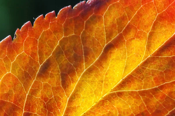 Detailní Podzim Podzim Extrémní Makrotextura Pohled Červenou Oranžovou Zelenou Dřevěnou — Stock fotografie