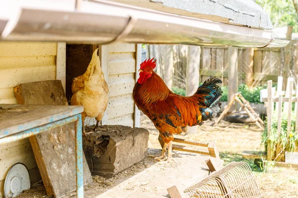 Free Range Chicken Organic Animal Farm Freely Grazing Yard Ranch — Stock Photo, Image