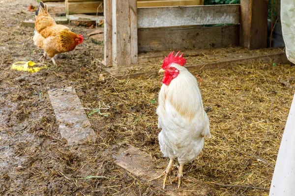 牧場を背景に庭で自由に放牧有機動物農場で無料の範囲の鶏 自然生態農場で鶏の放牧編 現代の動物家畜や生態農業 動物権の概念 — ストック写真