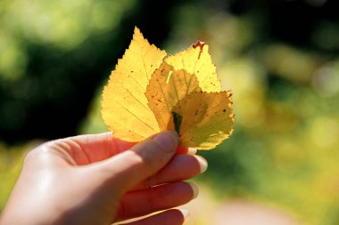 Kapalı doğal sonbahar manzaralı kadın elleri koyu renk parkın arka planında sarı yaprakları tutuyor. İlham verici doğa Ekim ya da Eylül duvar kağıdı. Mevsimlerin değişimi konsepti