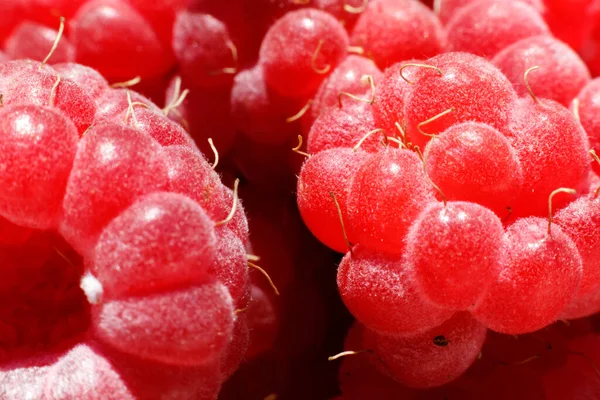 Industrial Cultivation Raspberry Plant Ripe Red Fruits Raspberry Macro Extreme — Stock Photo, Image