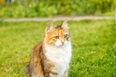Kibirli kısa saçlı yerli komik tekir kedi taze yeşil çayır arka planından gizlice geçiyor. Kedi yavrusu yaz günü bahçenin arka bahçesinde yürür. Hayvan bakımı ve hayvan sağlığı kavramı