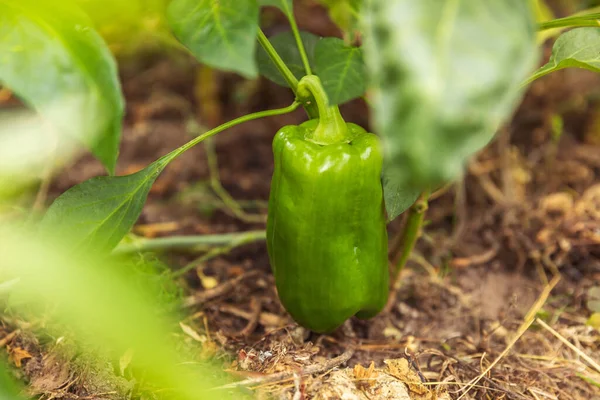 Conceito Jardinagem Agricultura Perfeito Verde Fresco Pimentão Orgânico Maduro Pronto — Fotografia de Stock