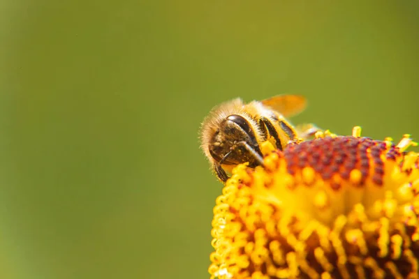 Abeja Miel Cubierta Con Polen Amarillo Bebida Néctar Flor Polinizadora — Foto de Stock