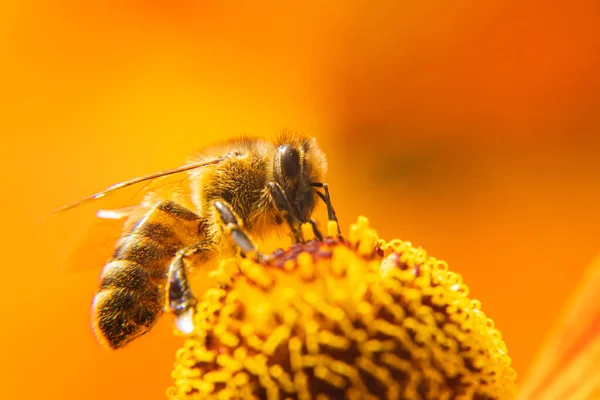 蜜蜂覆盖着黄色花粉 喝花蜜 有灵感的自然花春天或夏天开花的花园背景 昆虫的生活极端宏观闭合选择性焦点 — 图库照片