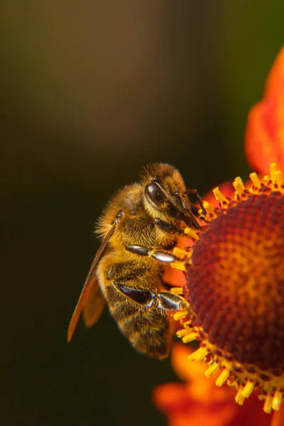 蜜蜂覆盖着黄色花粉 喝花蜜 有灵感的自然花春天或夏天开花的花园背景 昆虫的生活极端宏观闭合选择性焦点 — 图库照片