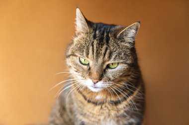 Koyu kahverengi arka planda poz veren kibirli kısa saçlı tekir kedi. Evde dinlenen küçük kedi yavrusu. Hayvan bakımı ve hayvan hayatı konsepti