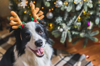 Evdeki Noel ağacının yanında geyik boynuzları takan sevimli yavru köpek sınır köpeği Collie 'nin komik portresi. Tatil için hazırlık. Mutlu Noeller konsepti