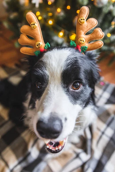 Divertente Ritratto Simpatico Cucciolo Cane Confine Collie Indossare Costume Natale — Foto Stock