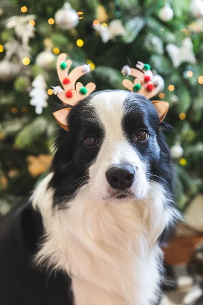 Portret Amuzant Cățeluș Drăguț Câine Frontieră Collie Purtând Costum Crăciun — Fotografie, imagine de stoc