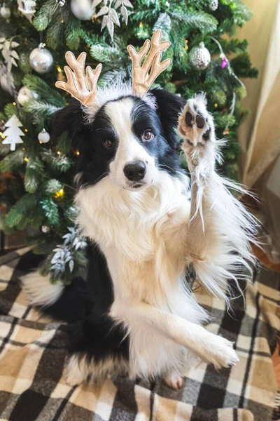 Zabawny Portret Uroczego Szczeniaka Granica Collie Noszenie Boże Narodzenie Kostium — Zdjęcie stockowe