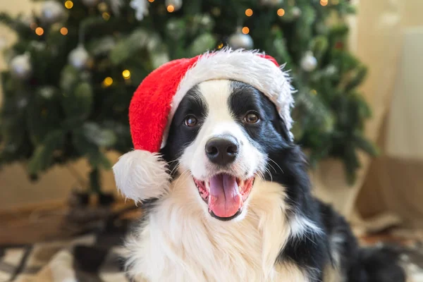 Evdeki Noel ağacının yanında Noel Baba şapkası takan sevimli köpek yavrusu sınır köpeği çoban köpeğinin komik portresi. Tatil için hazırlık. Mutlu Noeller konsepti