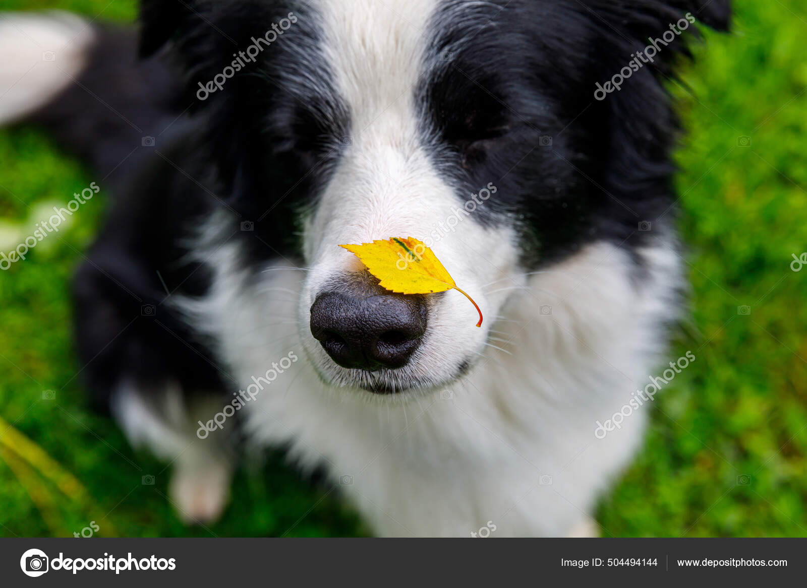 Udendørs portræt søde sjove hund border collie med gul falde blad på næsen sidder i efteråret park. Hund sniffing efteråret blade på gåtur. Tæt på, selektiv fokus. Sjovt kæledyr koncept — Stock-billede