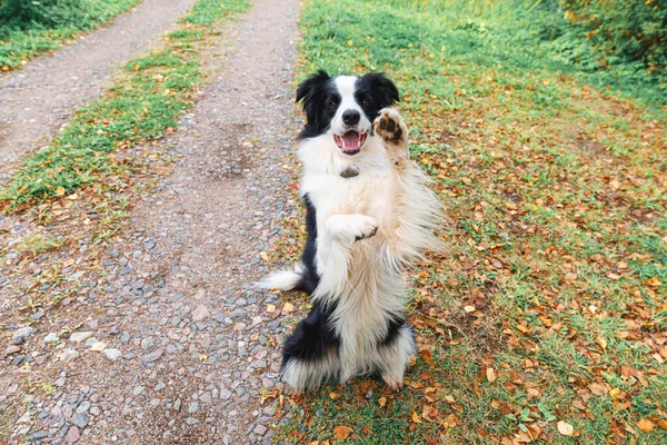 Komik Köpek Yavrusu Sınır Köpeği Çoban Köpeği Parktaki Yaprakların Üzerinde — Stok fotoğraf