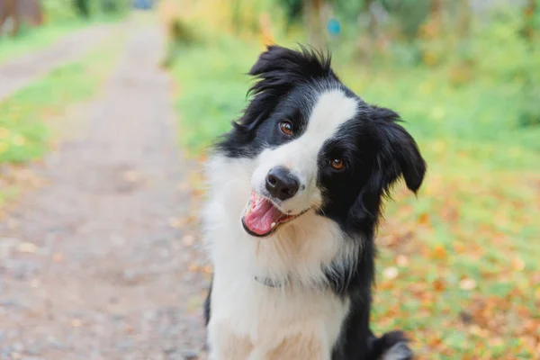 Funny Smiling Puppy Dog Border Collie Playing Sitting Dry Fall — Stock Photo, Image