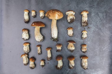 Sonbahar sonbahar kompozisyonu. Yenebilir çiğ mantarlar Penny Bun koyu siyah taştan bir arka planda. Gri masada ağlar. Lezzetli organik mantar gurmesi pişirmek. Düz üst görünüm