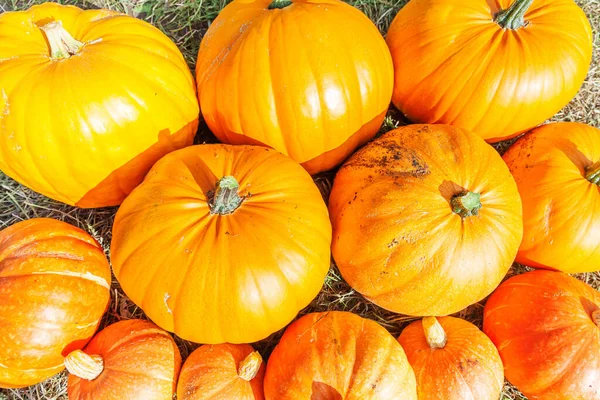 Natürliche Herbst Blick Kürbis Auf Öko Bauernhof Hintergrund Inspirierende Oktober — Stockfoto