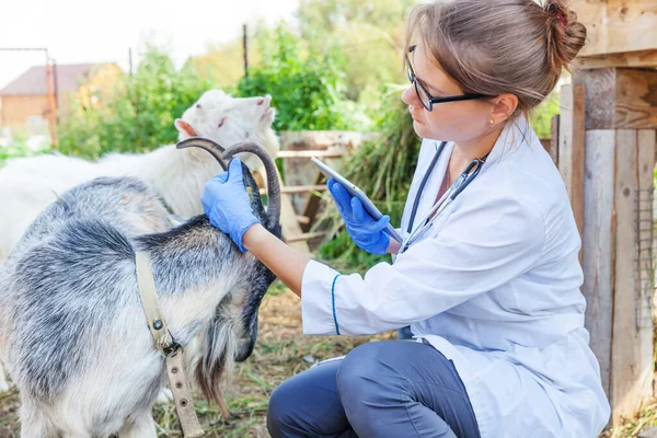 Ung Veterinär Kvinna Med Tablett Dator Undersöker Get Ranch Bakgrund — Stockfoto