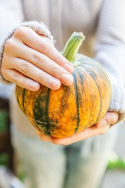 Yakın çekim, sonbahar manzaralı kadın elleri sarı balkabağı tutuyor. İlham verici doğa Ekim ya da Eylül duvar kağıdı. Mevsimlerin değişmesi, olgun organik gıda konsepti. Cadılar Bayramı partisi Şükran Günü