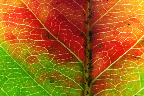 Closeup Outono Queda Extrema Macro Textura Vista Vermelho Laranja Verde — Fotografia de Stock