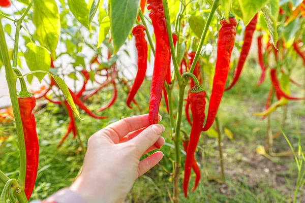 Conceito Jardinagem Agricultura Trabalhadora Agrícola Fêmea Mão Colhendo Pimentão Orgânico — Fotografia de Stock