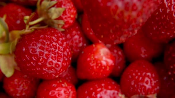 Mano de mujer colocando fruta roja madura fresa macro extrema de cerca. Baya roja de verano de temporada. Montón de fresas frescas. Postre orgánico saludable, concepto de comida vegana. — Vídeos de Stock