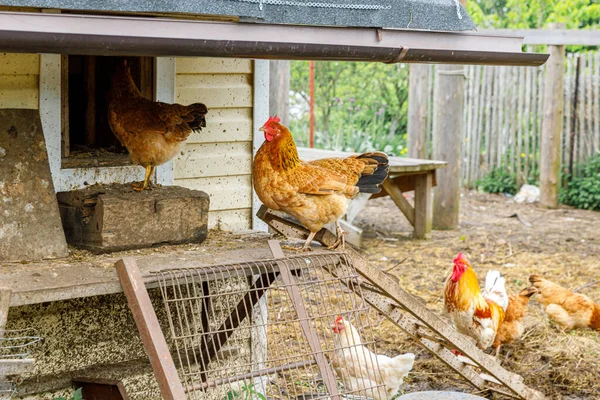 牧場を背景に庭で自由に放牧有機動物農場で無料の範囲の鶏 自然生態農場で鶏の放牧編 現代の動物家畜や生態農業 動物権の概念 — ストック写真